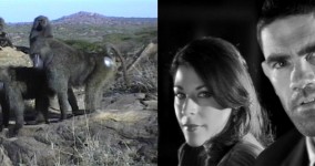 still from Primate Cinema: Baboons as Friends