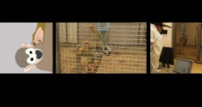 Squirrel monkeys watching videos made for them