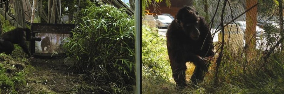 R_Mayeri_Apes_as_family_web-945x315